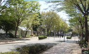 キャンパスの魅力1_キャンパス内の桜並木